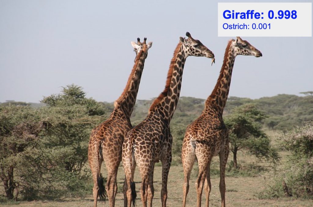 دقت تشخیص کلاس giraffe