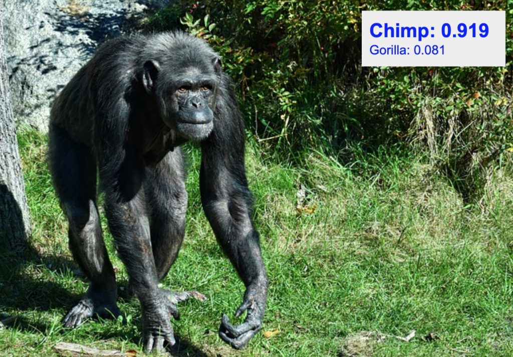دقت تشخیص کلاس chimp
