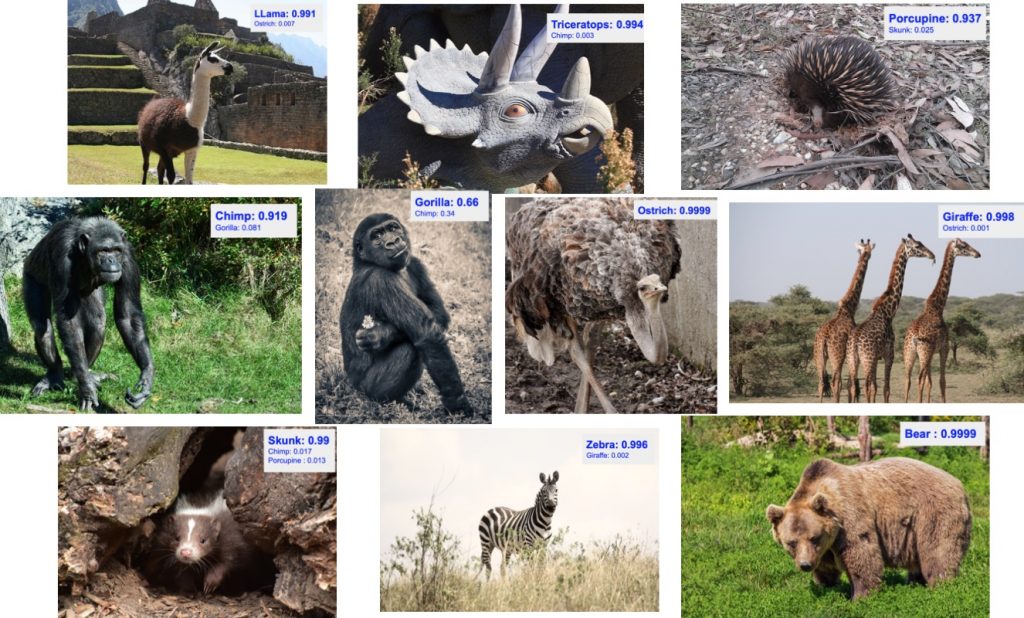 کلاسه بندی تصاویر حیوانات در PyTorch