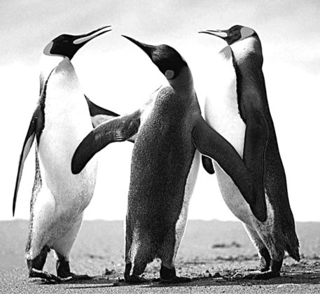 تصویر اصلاح شده پنگوئن ها