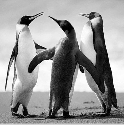 تصویر اصلی پنگوئن ها برای آستانه گذاری
