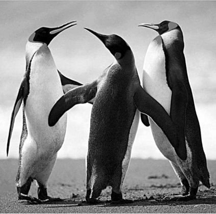 تصویر اصلی پنگوئن ها