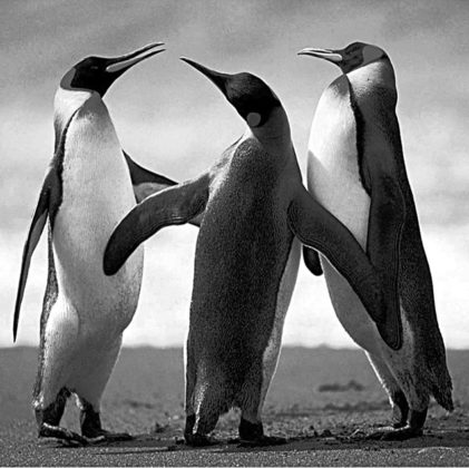 تصویر خاکستری پنگوئن ها