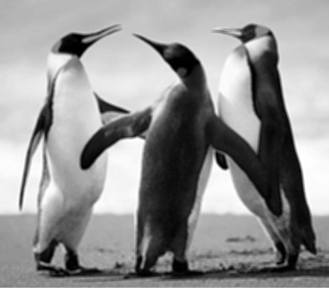 تصویر پنگوئن ها با فیلتر میانگین