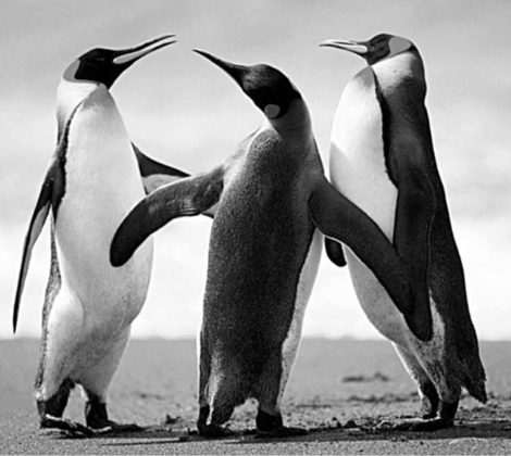 تصویر پنگوئن ها با فیلتر پایین گذر